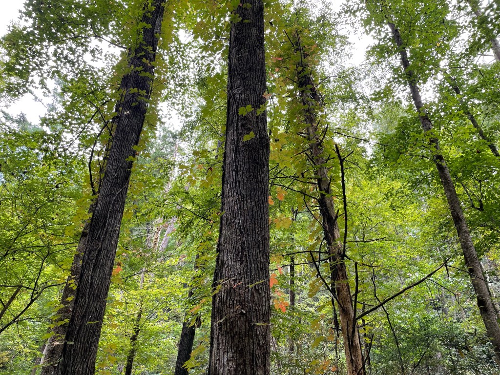 View of the top of the trips
