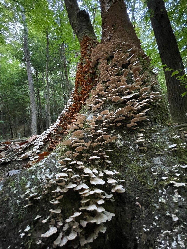 Mushroom growing in trees trunk