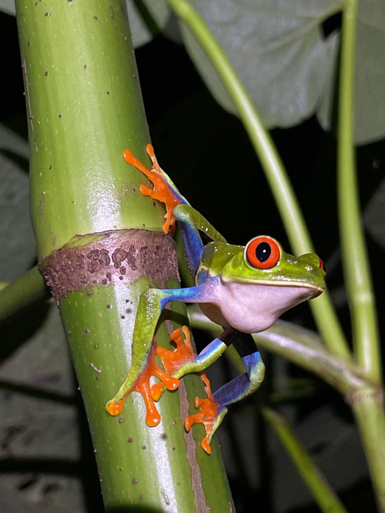 red-eyed tree frog in costa rica